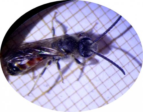 Lasioglossum sp.